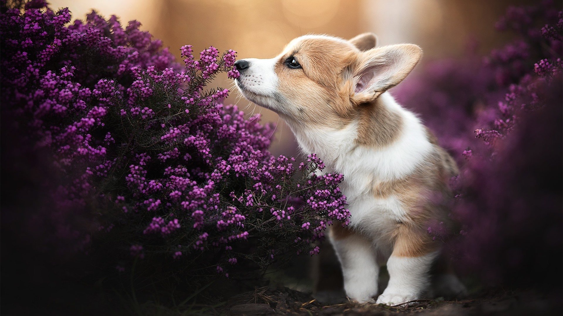 俱乐部青训与职业联赛衔接不畅，青训俱乐部球员合同完整版