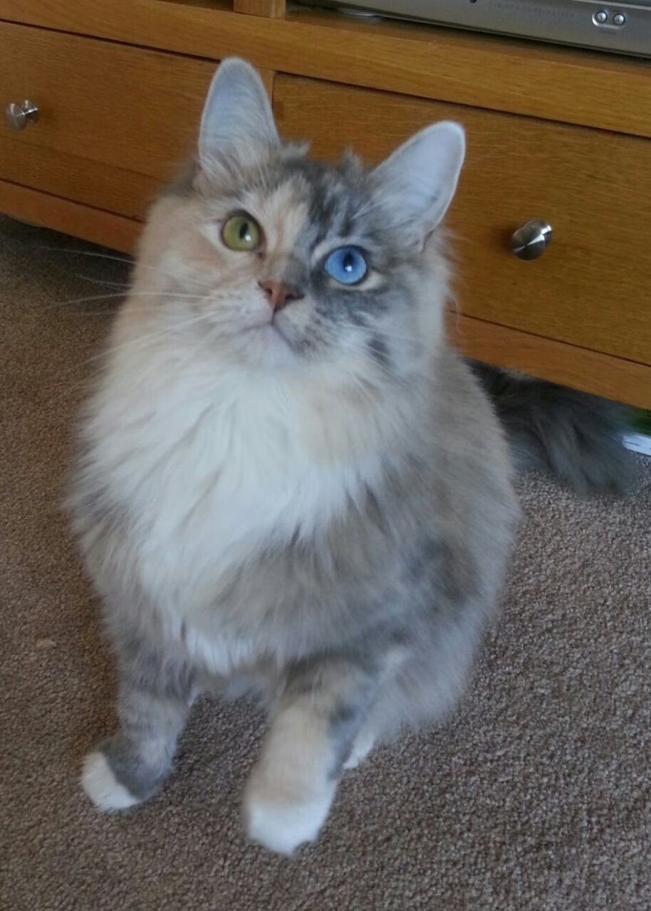 俱乐部青训与职业联赛衔接不畅，青训俱乐部球员合同完整版