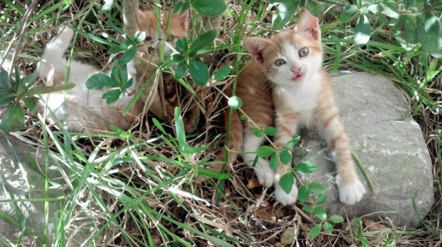 “尼古拉斯·桑特基：阿根廷美洲狮队的进攻引擎，未来充满潜力”