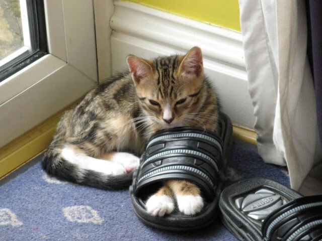 卡斯帕·科尔博冲刺阶段力压群雄,卡斯帕尔职业