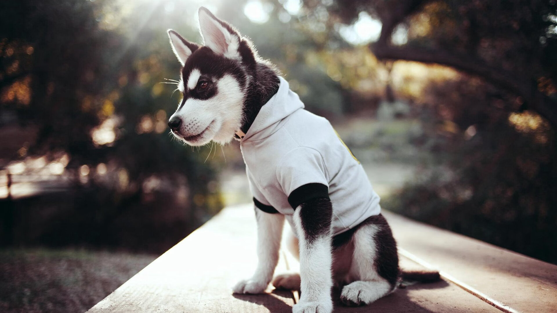 乐鱼体育官网登录-广东男篮签约新东家CBA季后赛，广东男篮新星