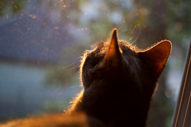 广东男篮签约新东家CBA季后赛，广东男篮新星