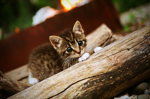 张雨霏蝉联蝶泳冠军宝座，张雨霏晋级蝶泳决赛时间