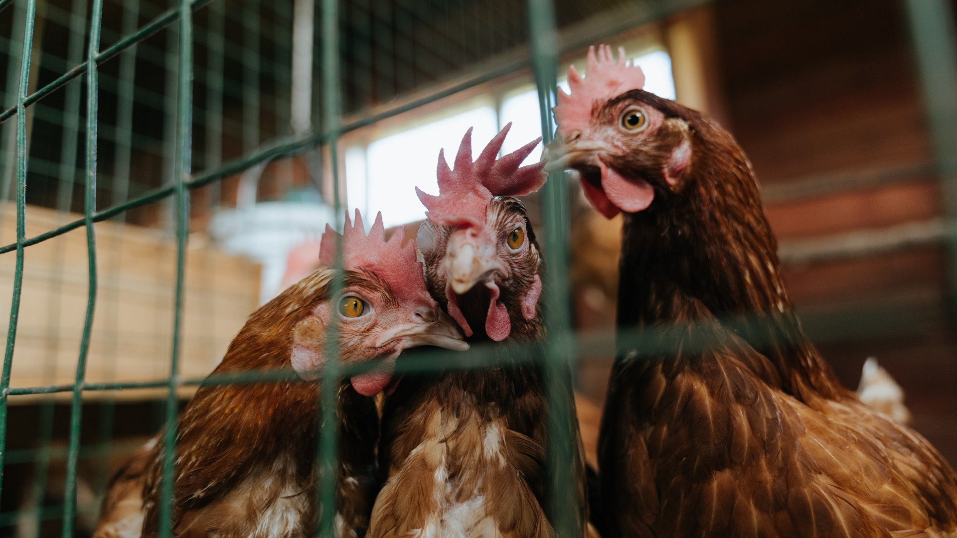 乐鱼体育在线官网-拜仁慕尼黑稳居德甲榜首，争取多线夺冠