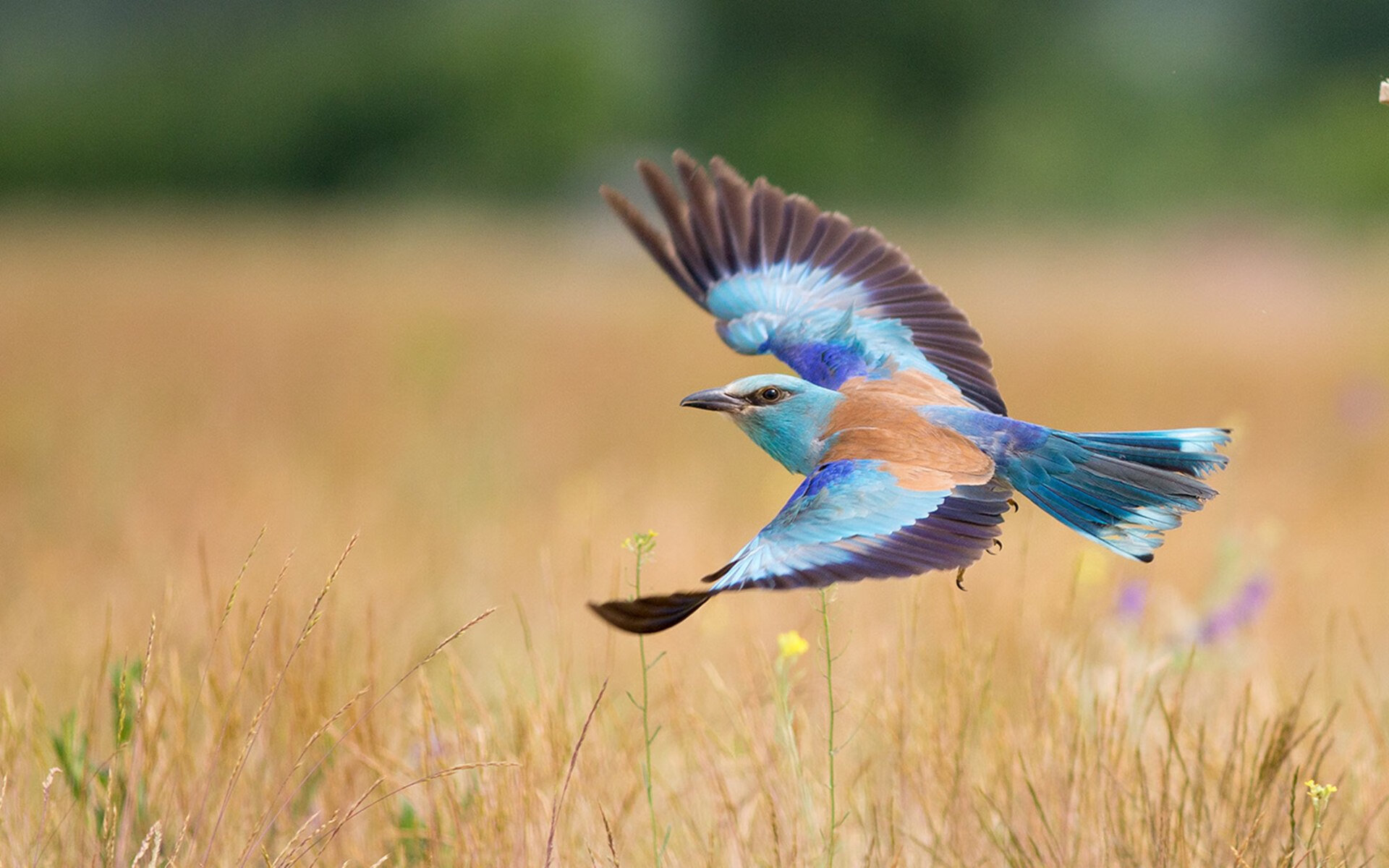 李娜坦言退役后更理解体育教育意义,李娜体育精神