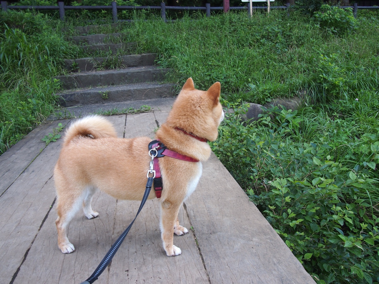 乐鱼体育app官网下载-格鲁吉亚女篮在欧洲锦标赛中表现优异，期待奥运舞台，格鲁吉亚篮球队