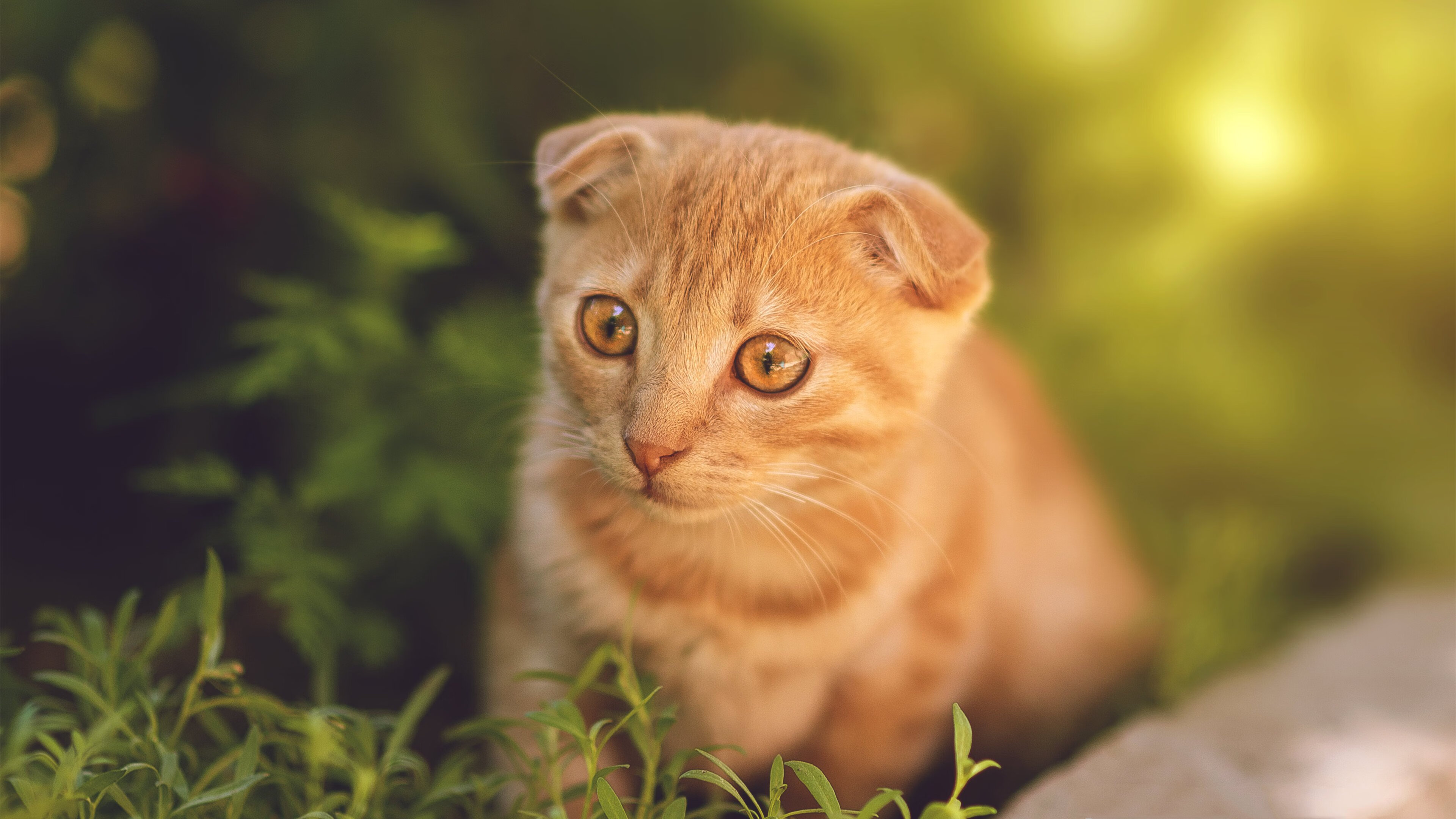 法国新一代天才崭露头角,未来无限光明